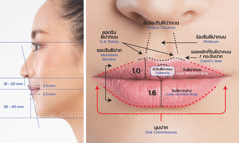 สัดส่วนริมฝีปากที่สวยงาม ลักษณะกายวิภาคเป็นอย่างไร สัดส่วนริมฝีปากที่สวยงาม ลักษณะกายวิภาคเป็นอย่างไร