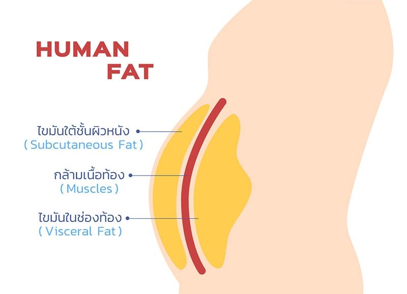 ไขมันใต้ชั้นผิวหนัง กับไขมันในช่องท้อง