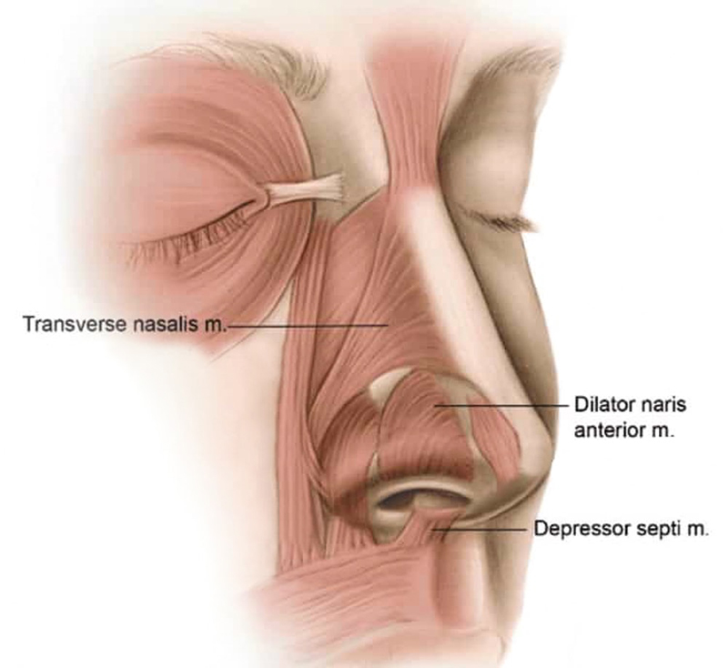 ฉีดโบท็อกซ์ ลดปีกจมูก คืออะไร
